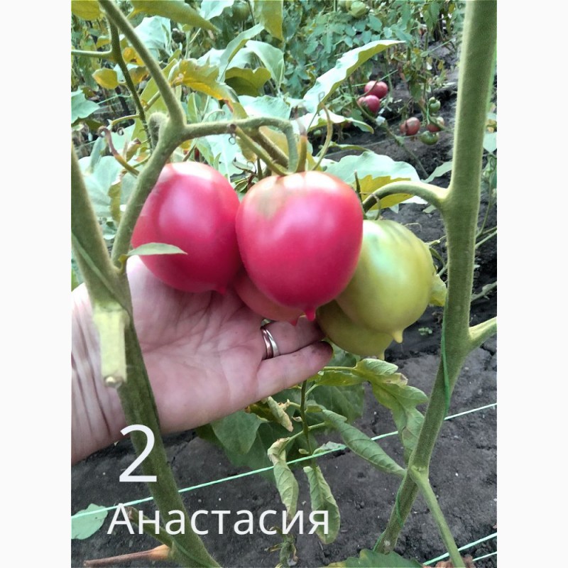 Фото 3. Продам коллекционные семена экзо томатов