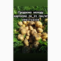 Продам молоду картоплю