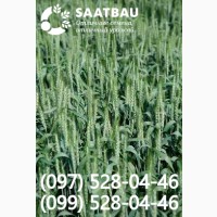Посевной материал яровой пшеницы Грэнни (Saatbau)