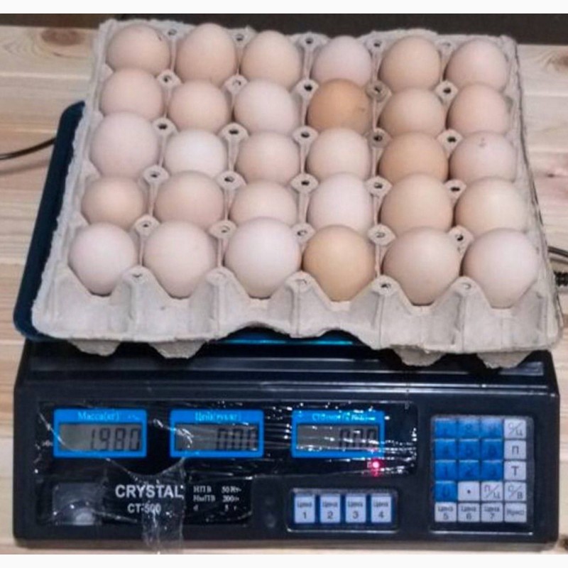 Фото 10. Продам яйцо куриное в асортименте, ОПТ