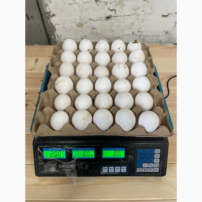Фото 2. Продам яйцо куриное в асортименте, ОПТ