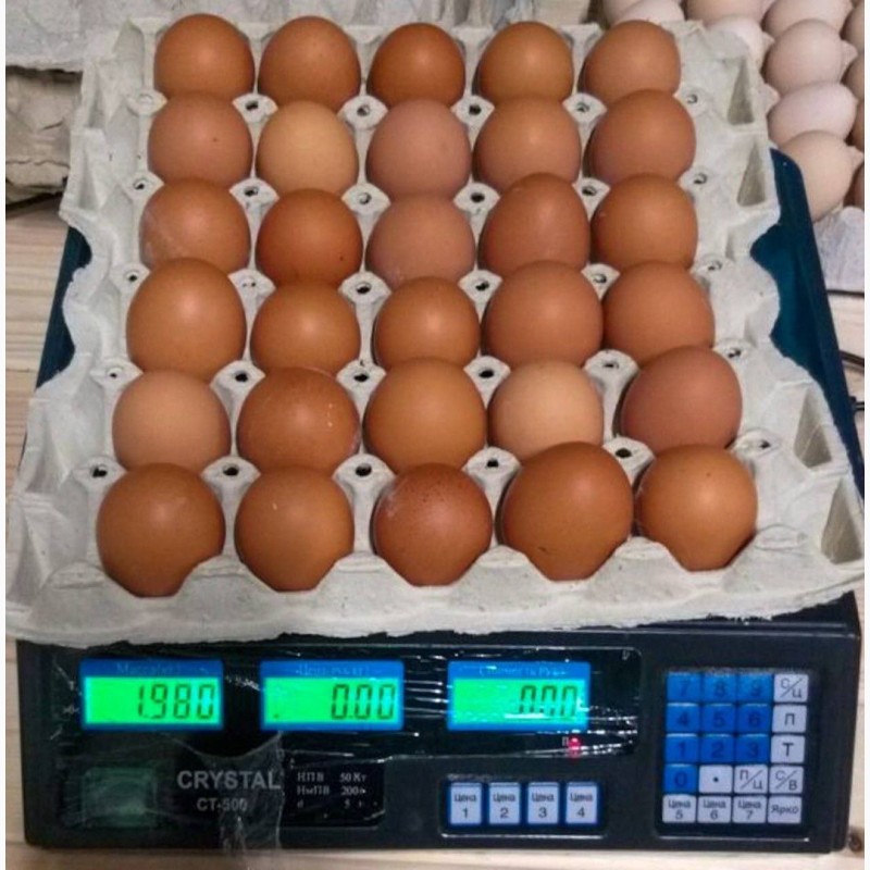 Фото 6. Продам яйцо куриное в асортименте, ОПТ