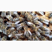 Продам плодні мічені бджолині матки Карпатської породи 2024г