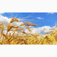 Продам посівний матеріал пшениці Шестопалівка Еліта