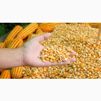 Куплю кукурудзу в великому обсязі по хороші ціні, доставка або самовивіз