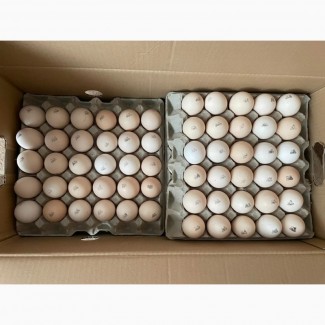 Яйця інкубаційні бройлера