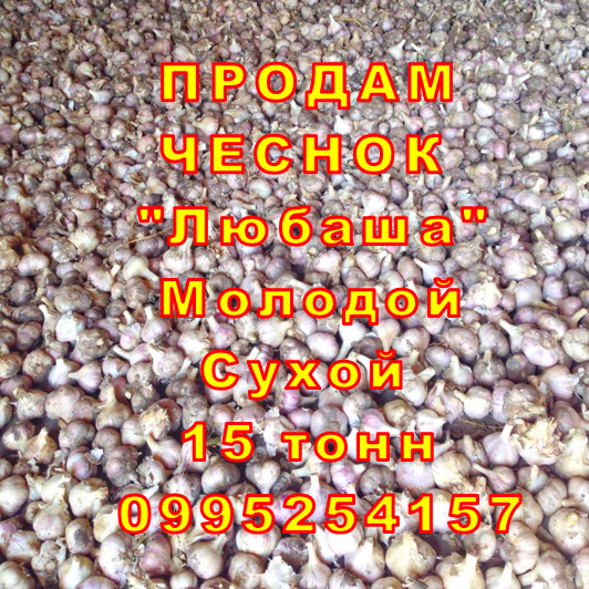 Фото 13. Опт 15 тонн ПРОДАМ Часник Любаша Товарний Молодий Сухий Чеснок Посадочный Garlic