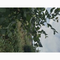 Фундук у шкаралупі (врожай 2023 року)