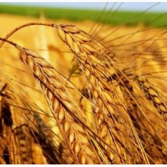 Насіння ОзимоЇ Пшениці Катруся Одеська