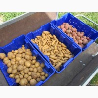 Продаж насіннєвої картоплі Єліта та 1репродукція