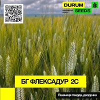 Насіння пшениці BG Flexadur 2S / БГ Флексадур 2С (дворучка / тверда) Durum Seeds