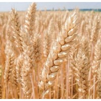 Продам пшеницю 4 клас, 1000 тонн, Одеська обл, Новоборисівка