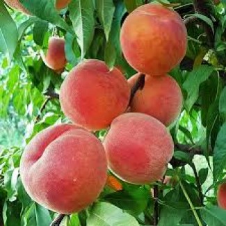 Продам персики на заморозку від 10-20 тонн, разных сортов