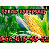 Закуповую Кукурудзу цьогорічного урожаю