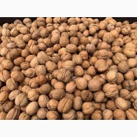 Walnuts for export