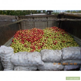 Продам яблоки зимних сортов на переработку