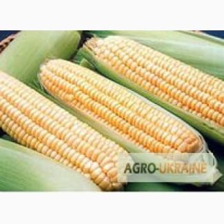 Продам кукурузу фуражную ФОБ Одесса, СПОТ - 177$/T.