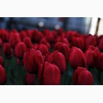 Тюльпаны оптом к 8 марта 2015