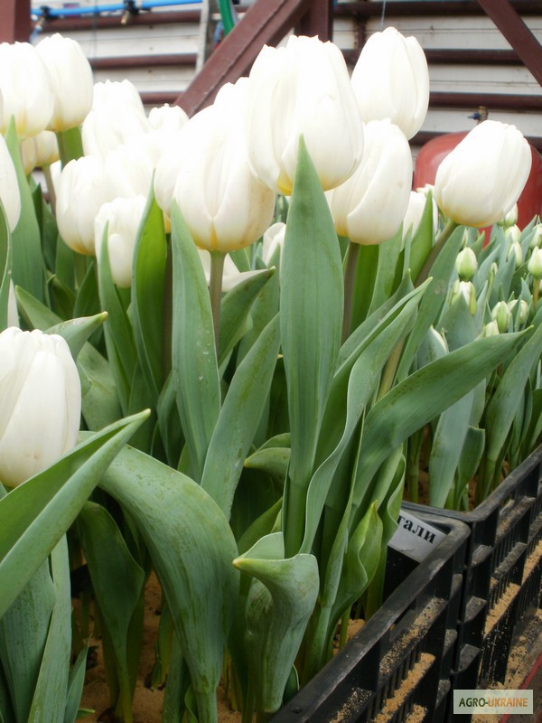 Фото 3. Тюльпаны оптом к 8 марта 2015