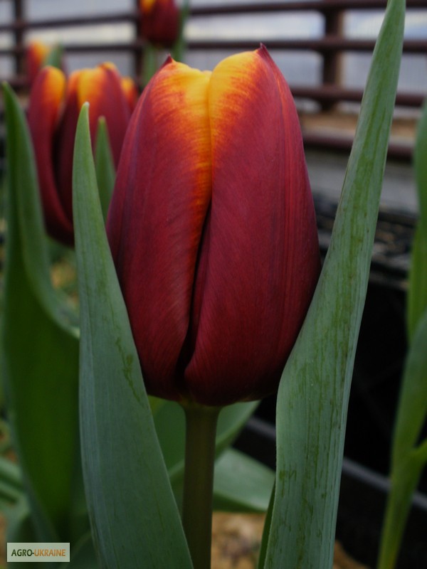 Фото 4. Тюльпаны оптом к 8 марта 2015