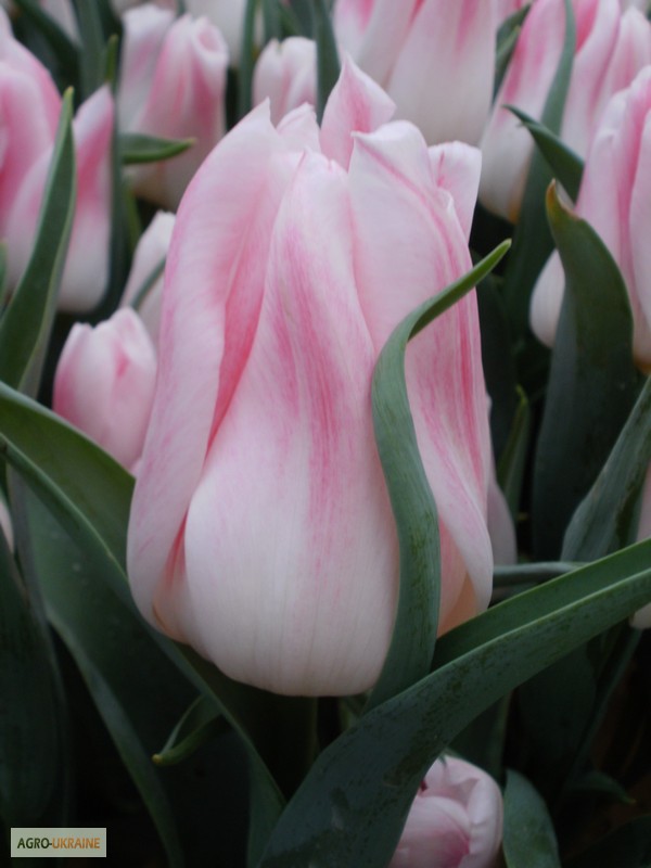 Фото 5. Тюльпаны оптом к 8 марта 2015