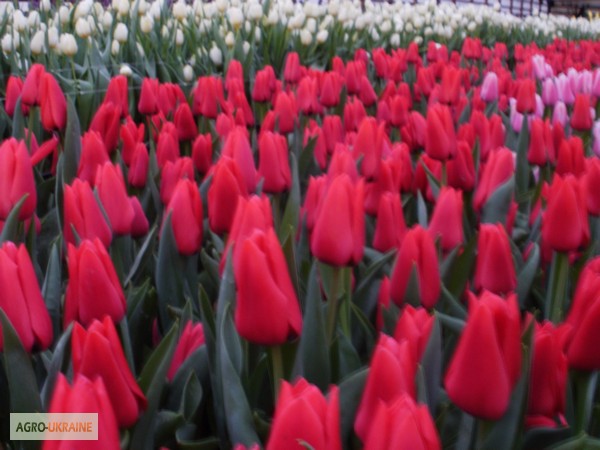 Фото 6. Тюльпаны оптом к 8 марта 2015