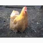 Продам инкубационное яйцо куриное породы орпингтон