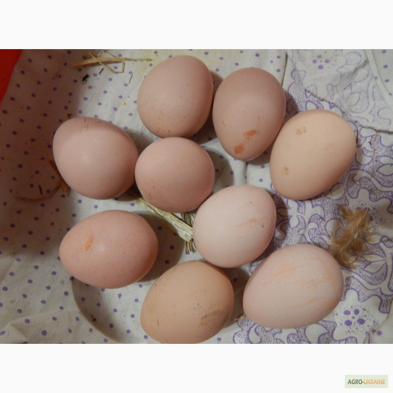 Фото 6. Продаю цесариное яйцо (инкубационное)