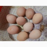 Продаю цесариное яйцо (инкубационное)