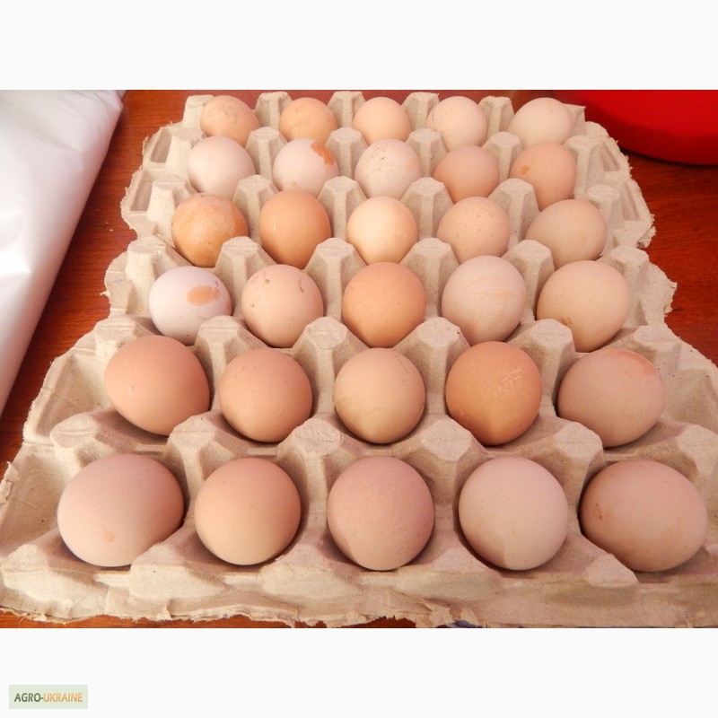 Фото 7. Продаю цесариное яйцо (инкубационное)