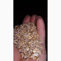 Зерно - кукуруза, пшеница