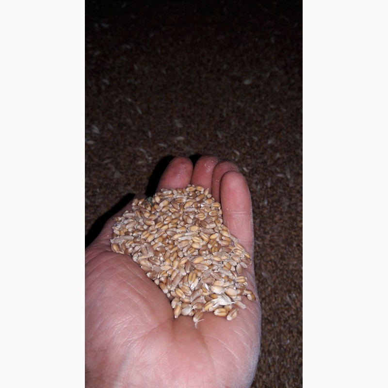Фото 4. Зерно - кукуруза, пшеница