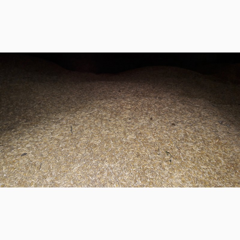 Фото 5. Зерно - кукуруза, пшеница