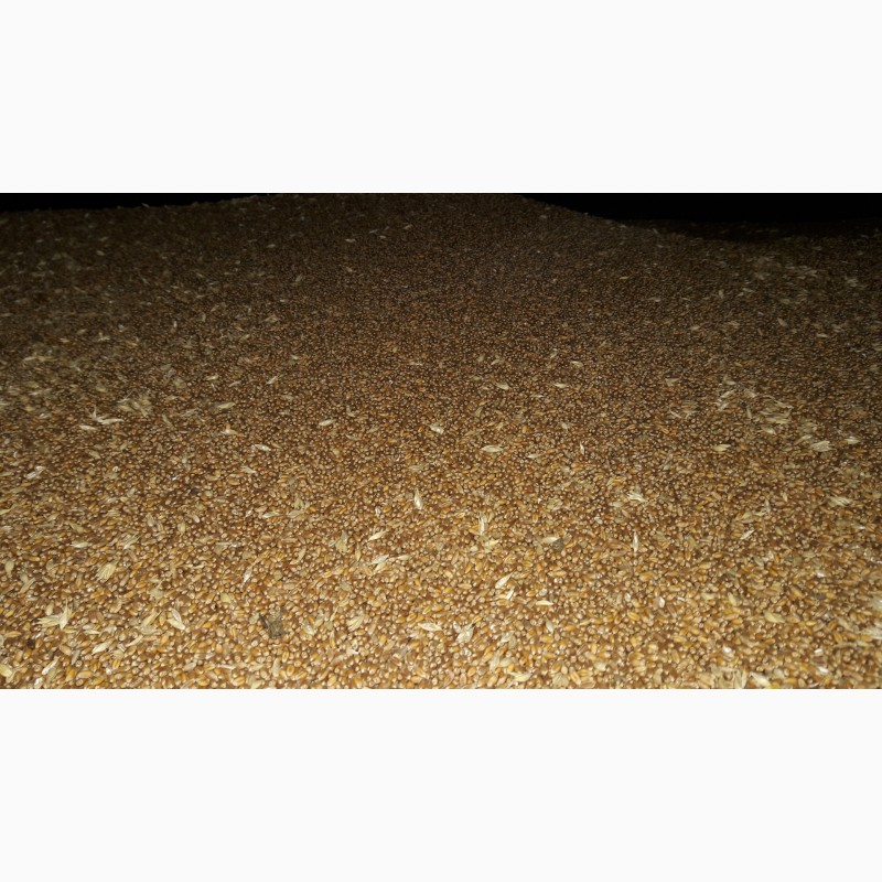 Фото 6. Зерно - кукуруза, пшеница