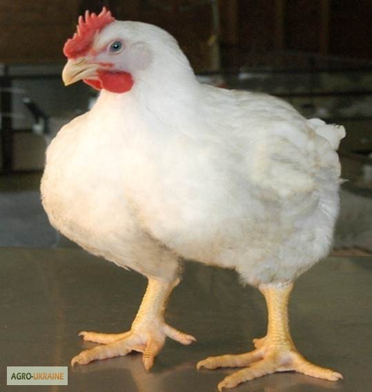 Фото 7. Продам суточных цыплят бройлеров Кооб 500