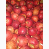 Продам яблоки несколько сортов от производителя с 5 тонн