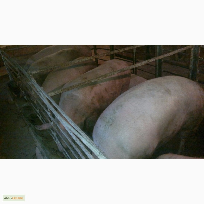 Закупка свиней живым весом в Зерноград. Купить свинину живым весом в Васильевском районе Запорожская область. Купить свинину живым весам