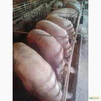 Продаю свиней живым весом породы Петрен