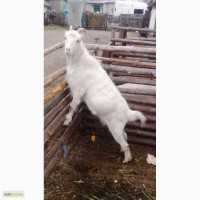 Продам козу Ламанча
