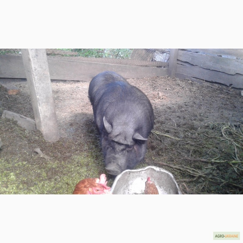 Продам Вьетнамскую свинью