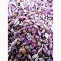 Продам калиброванные посевные семена (воздушки) чеснока сорта Любаша