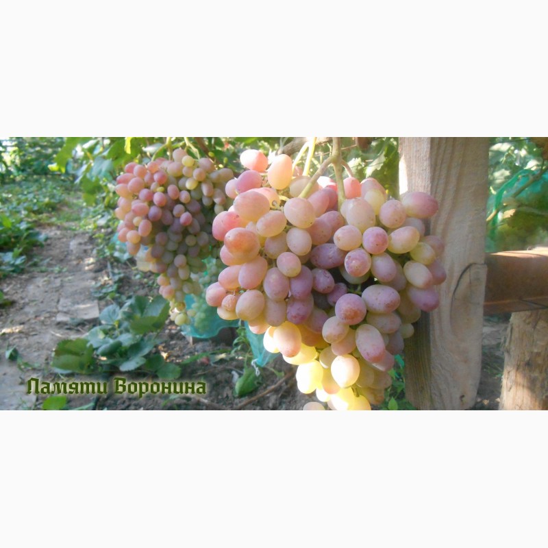 Фото 3. Продам черенки елитных сортов винограда недорого