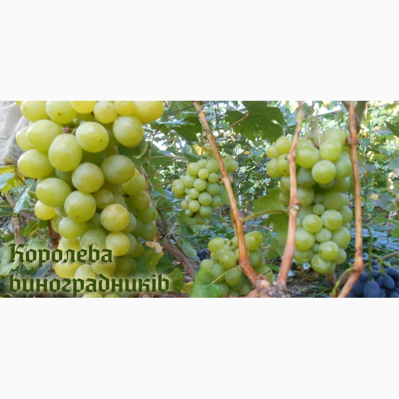 Фото 4. Продам черенки елитных сортов винограда недорого