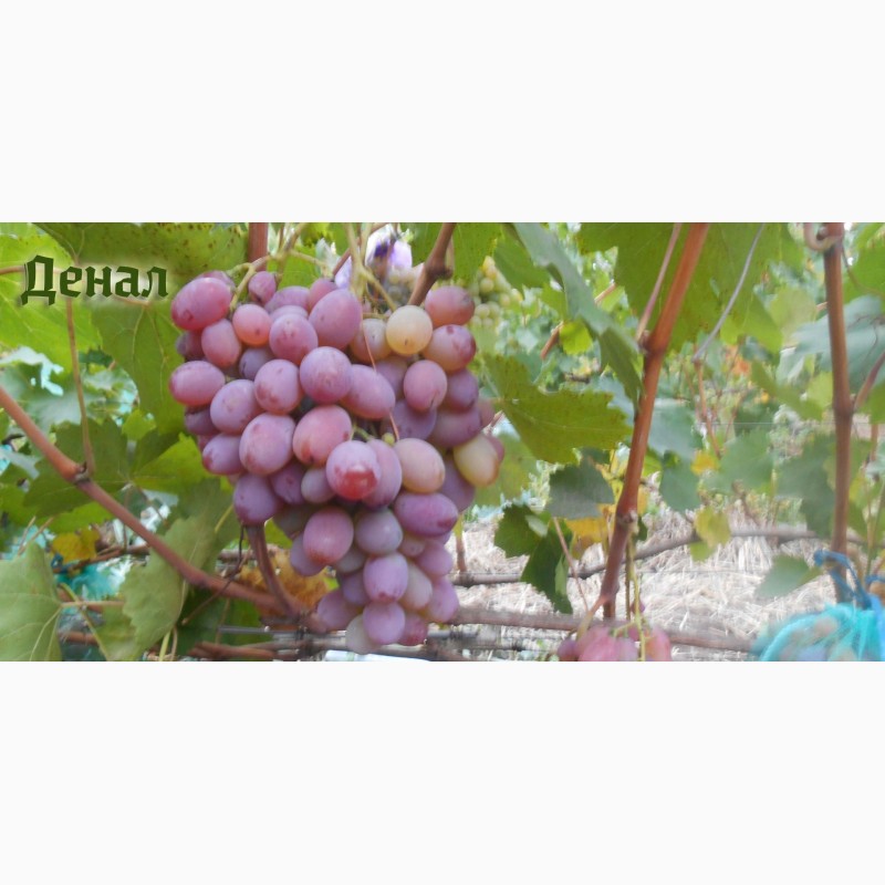 Фото 5. Продам черенки елитных сортов винограда недорого