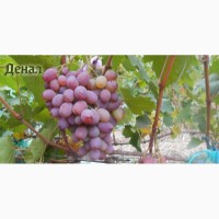 Продам черенки елитных сортов винограда недорого