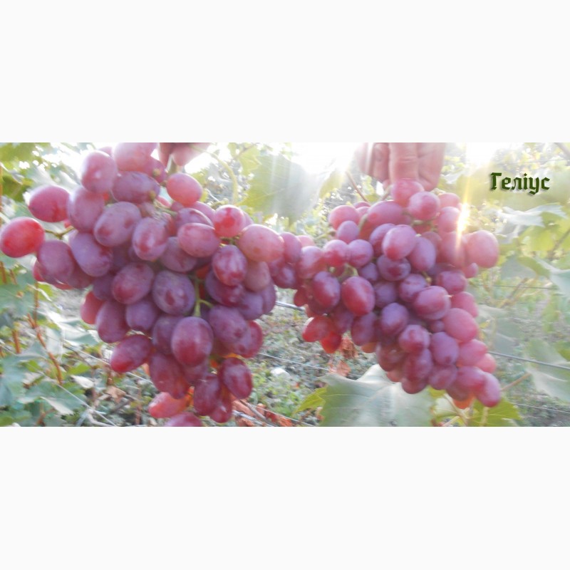 Фото 7. Продам черенки елитных сортов винограда недорого