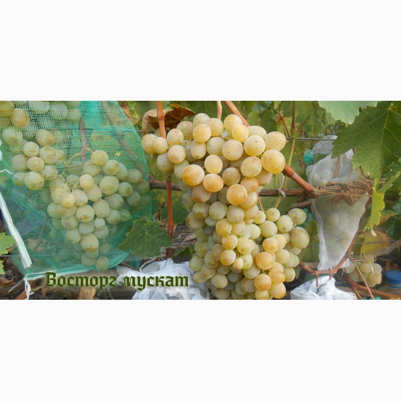 Фото 8. Продам черенки елитных сортов винограда недорого