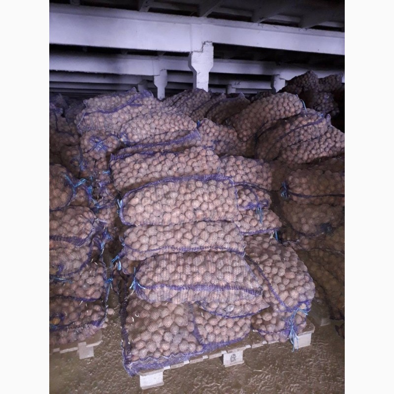 Фото 4. Продаи насіння картоплі