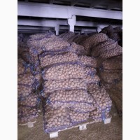 Продаи насіння картоплі