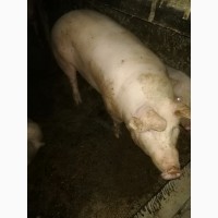 Продам свині